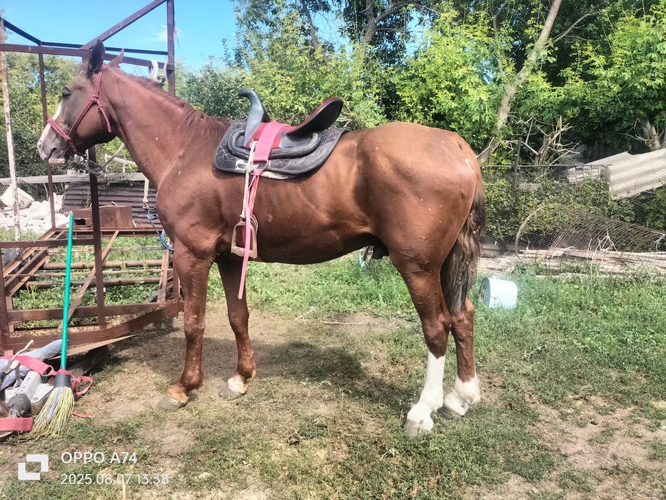 Айғыр сатылады  Жеребец дончак