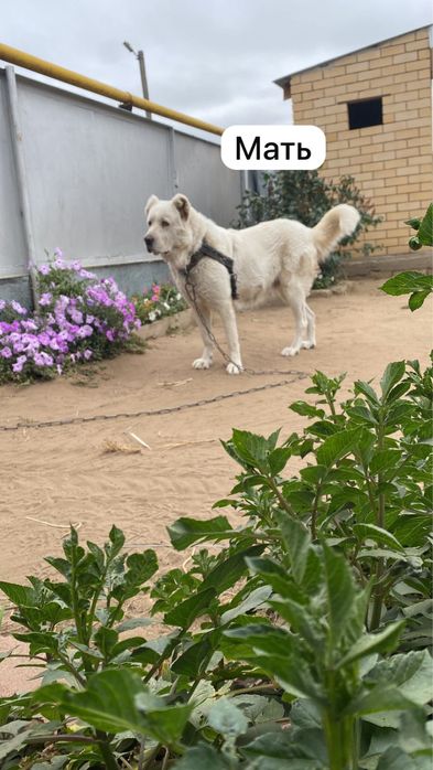 Продаются щенята Алабай