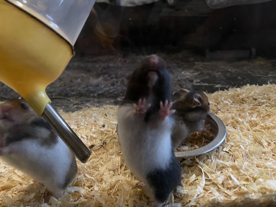 Hamster sirian