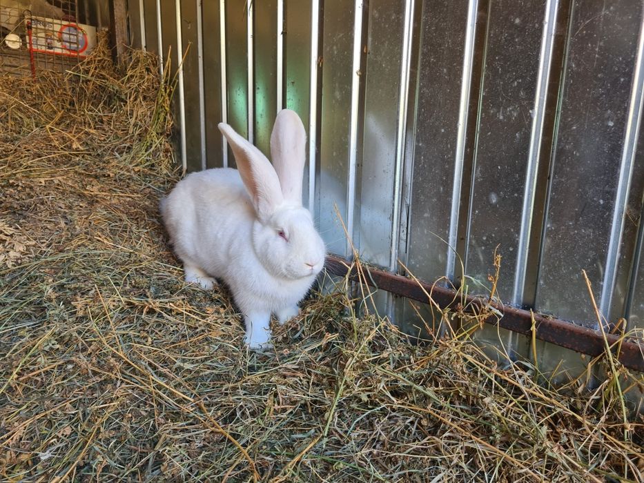 Doua femele iepuri Urias German Alb