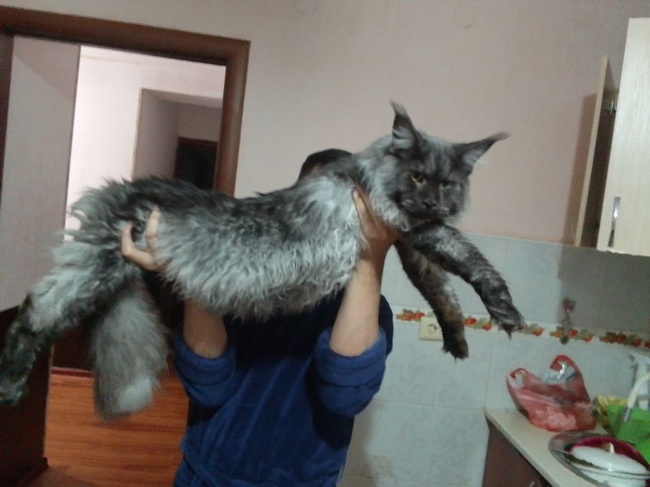 Ищем девочку для вязки для парня Мейнкун