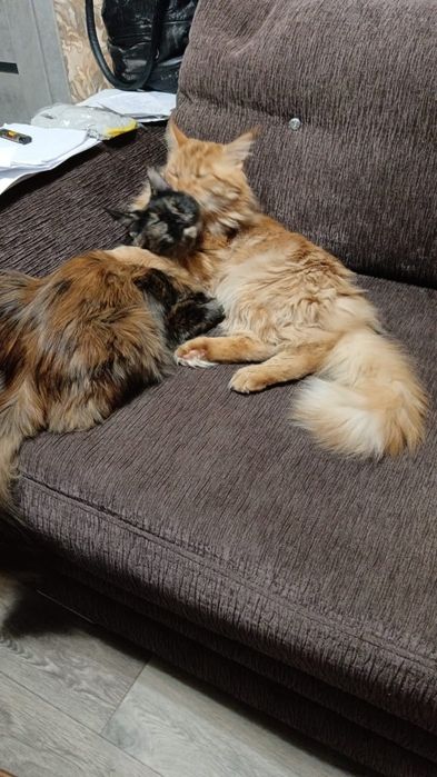 Мейкун на случку вязка