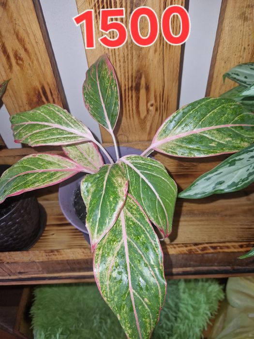 Продам комнатные цветы аглаонема