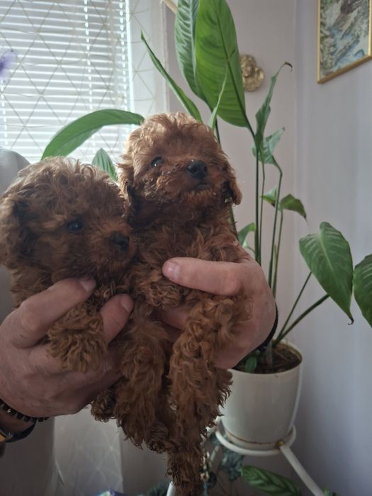 Пудел той пудел той