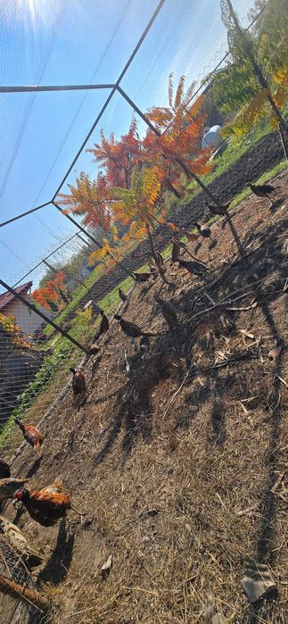 Fazani argintii si comuni