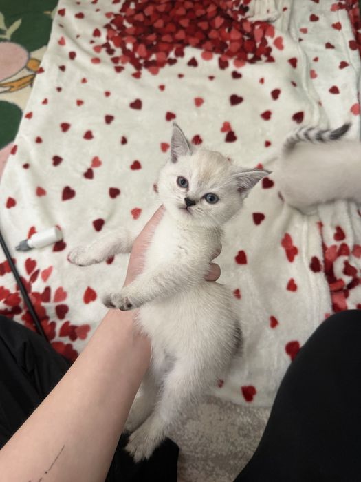 Продается британские котенки