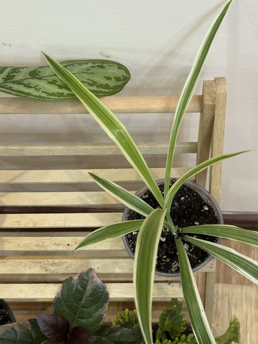 6 отростков за 6500 тенге