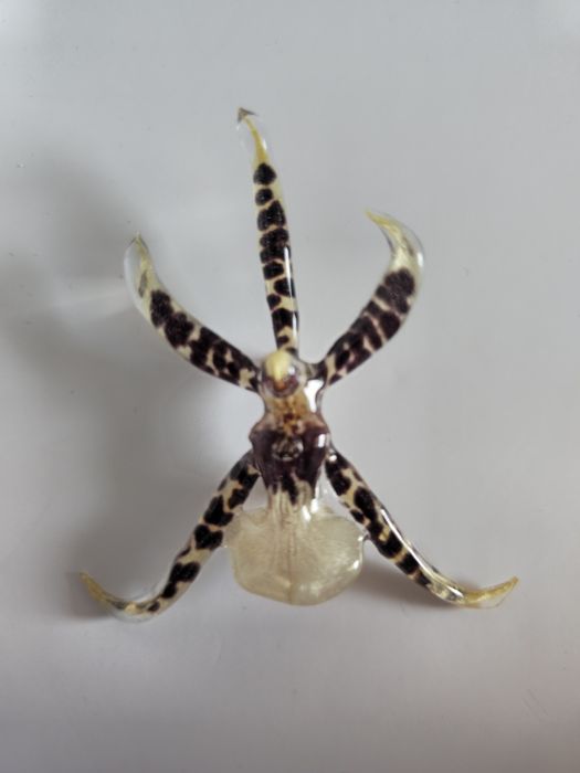 Брошки с естествен цвят на орхидея.