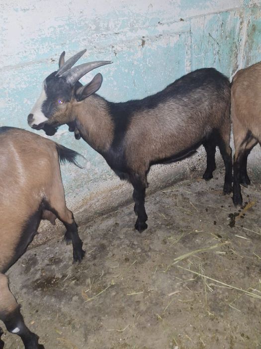 Schimb țap alpin francez