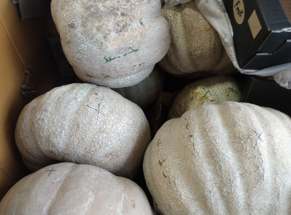 Продавам семена бели тикви и цигулки