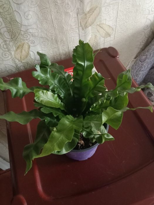 Продам Папоротник