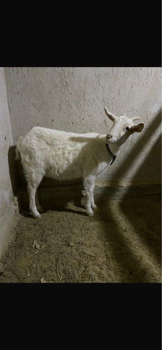 Занен Шыбыш Сатылады