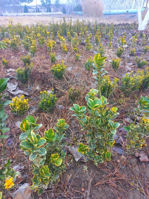 Shamshot. Beeline. Gold. Arra barg. Qush tili