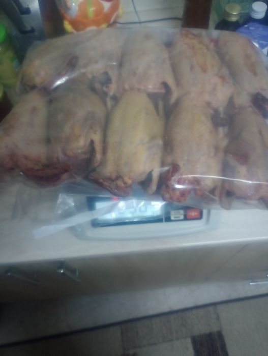 Carcasă porumbel la comanda