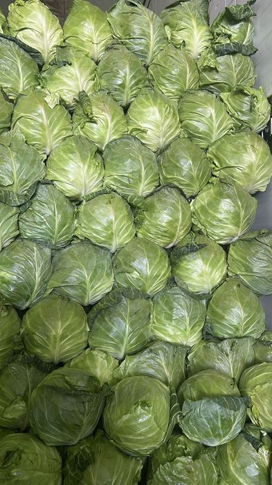 Продам капусту оптом свежая
