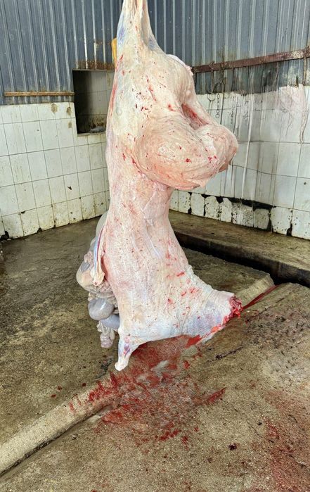 Кучкорлар сотилади