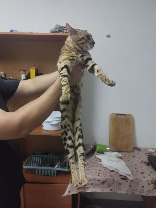Кошка бенгальские