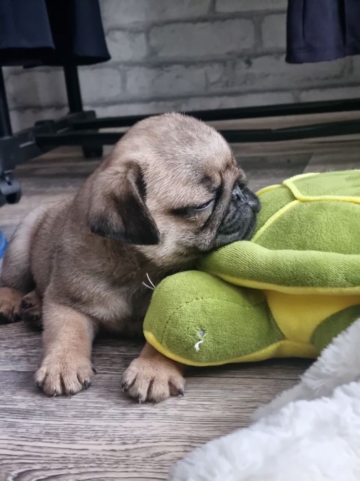 Мопс щенки с документами.