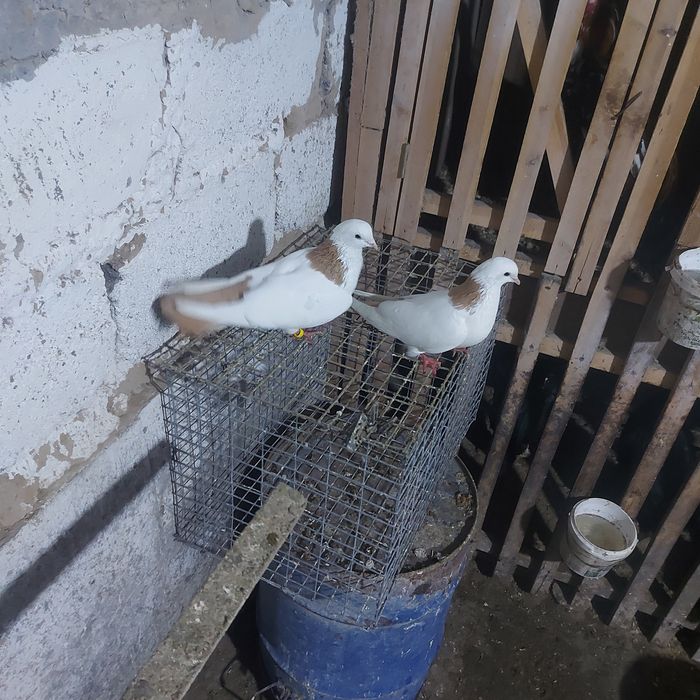 Желташейки пара гатовый