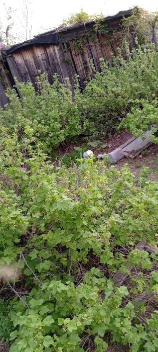 Продам дачу сад Яблонька