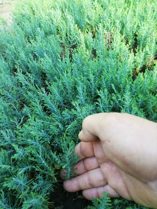 Туя разсад 0.80 лв