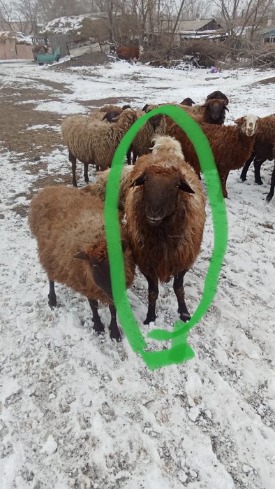 Продам кошкара на племя