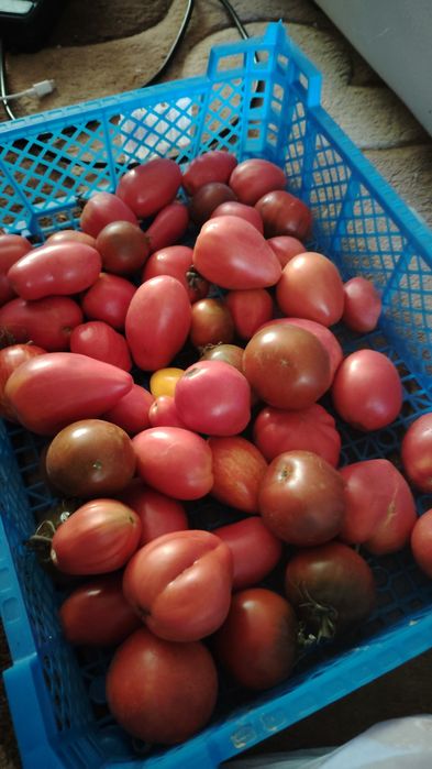 Продам Помидоры дачные