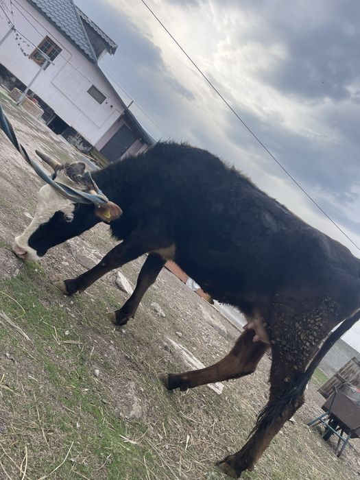 Сиыр сауын Дойная корова