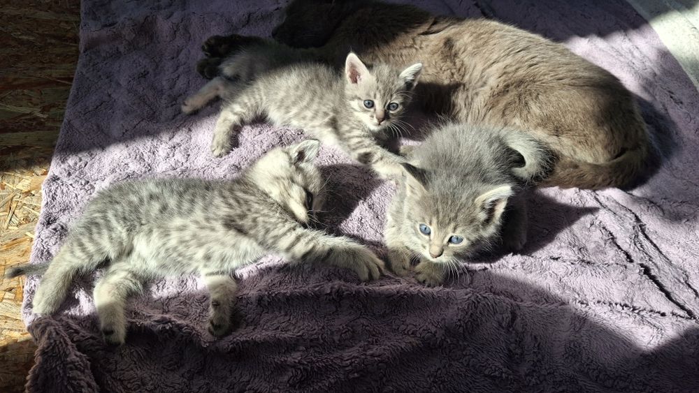 Очень милые котята