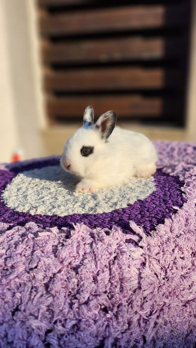 Iepurași de vânzare