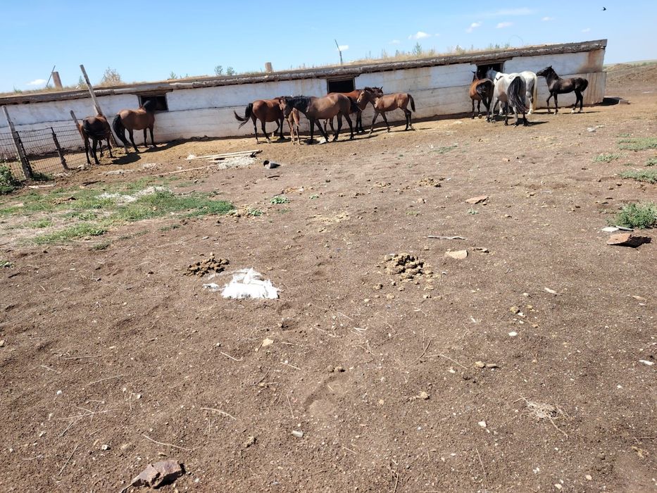 Продаётся табун лошадей