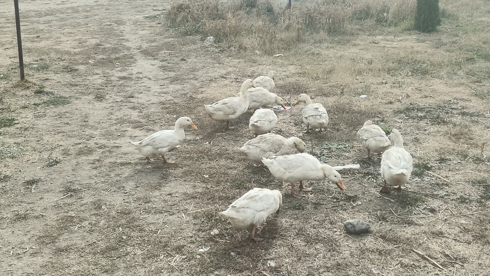 Продам утки куры