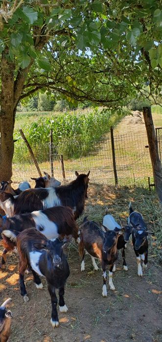 Vand 13 capre tinere