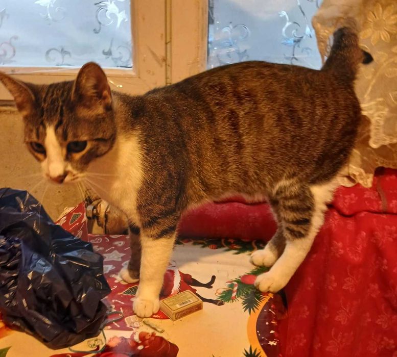 Adoptie motan castrat Petrica