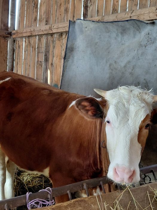 Vând vaca și o vitea
