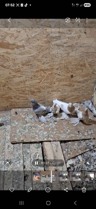 Голуби продаюца с игрой и лётом  кто то подгребваетии.