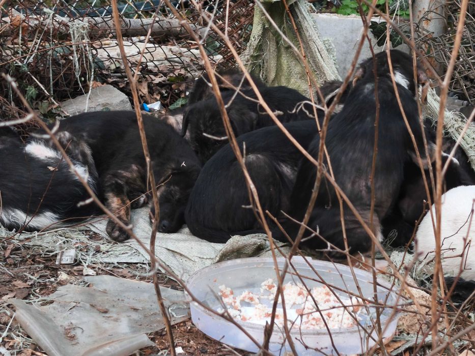 Давам кученцата в добри ръце, мъжки и женски кученца са на 3 месеца