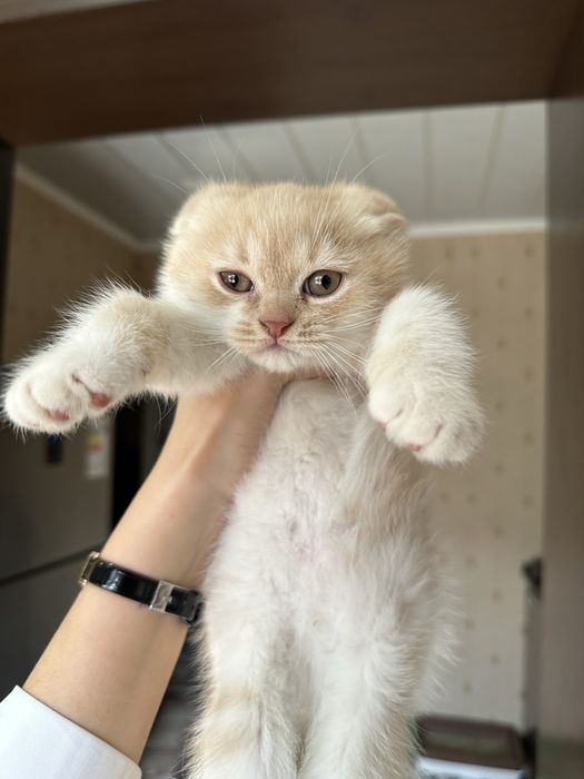 Продаются два чистокровных фолда