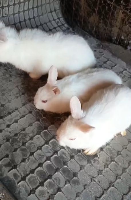 Vând iepuri fluture german și iepuri pitici