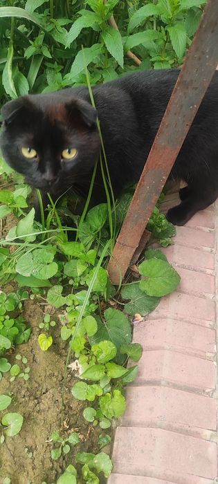 Отдам кота в хорошие руки