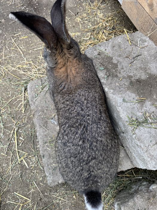 Iepurasi urias german din parinti tatuati cu certificat 6 saptamani