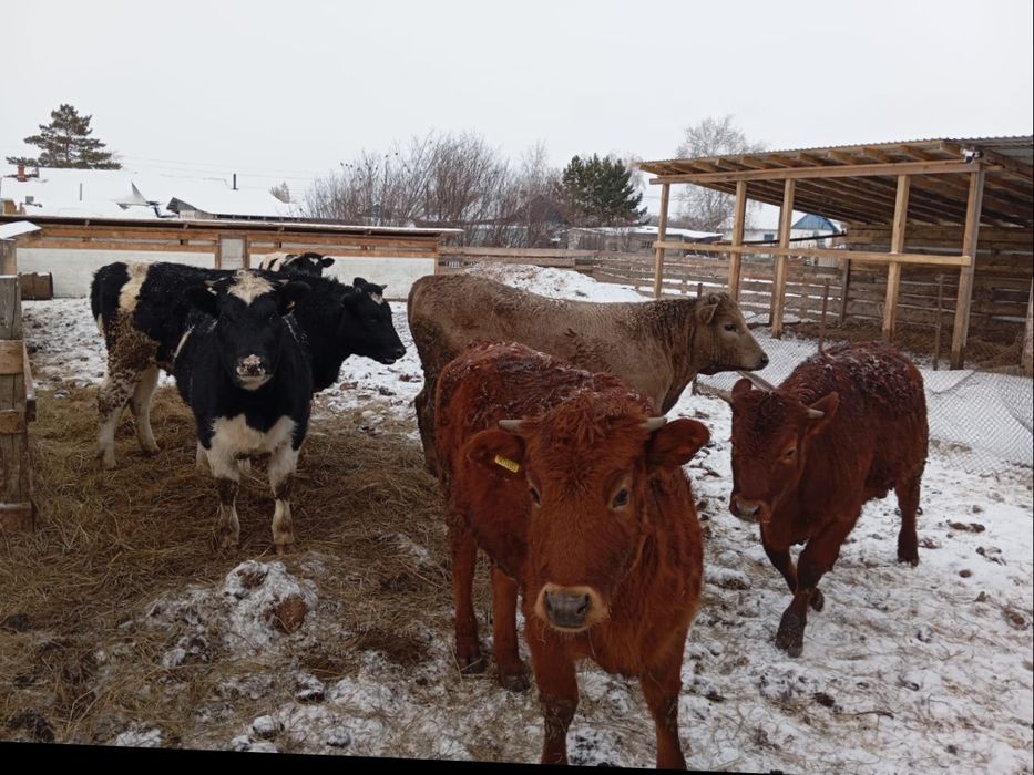 Продам телят 6 штук