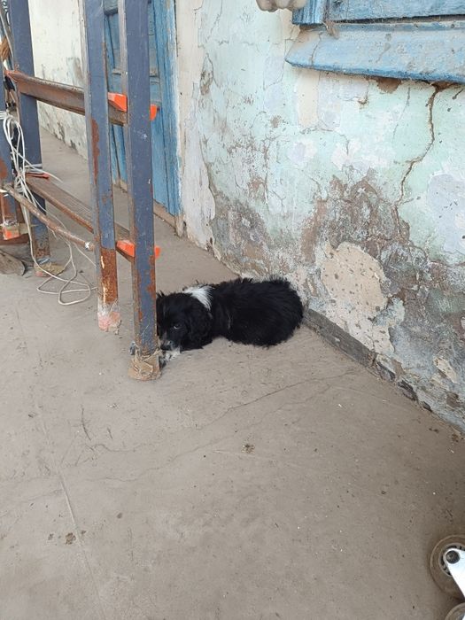 Щенок спаниель девочка