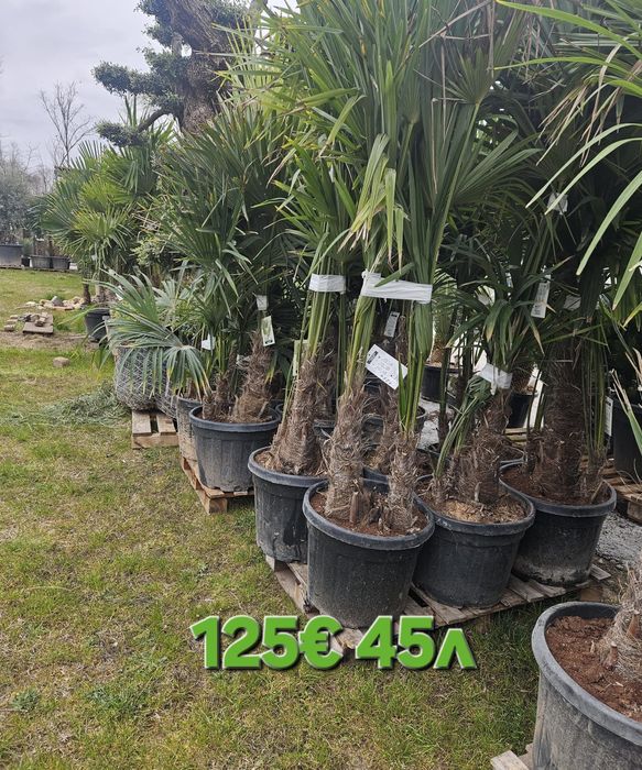 Палми и Декорация за вашата страхотна градина