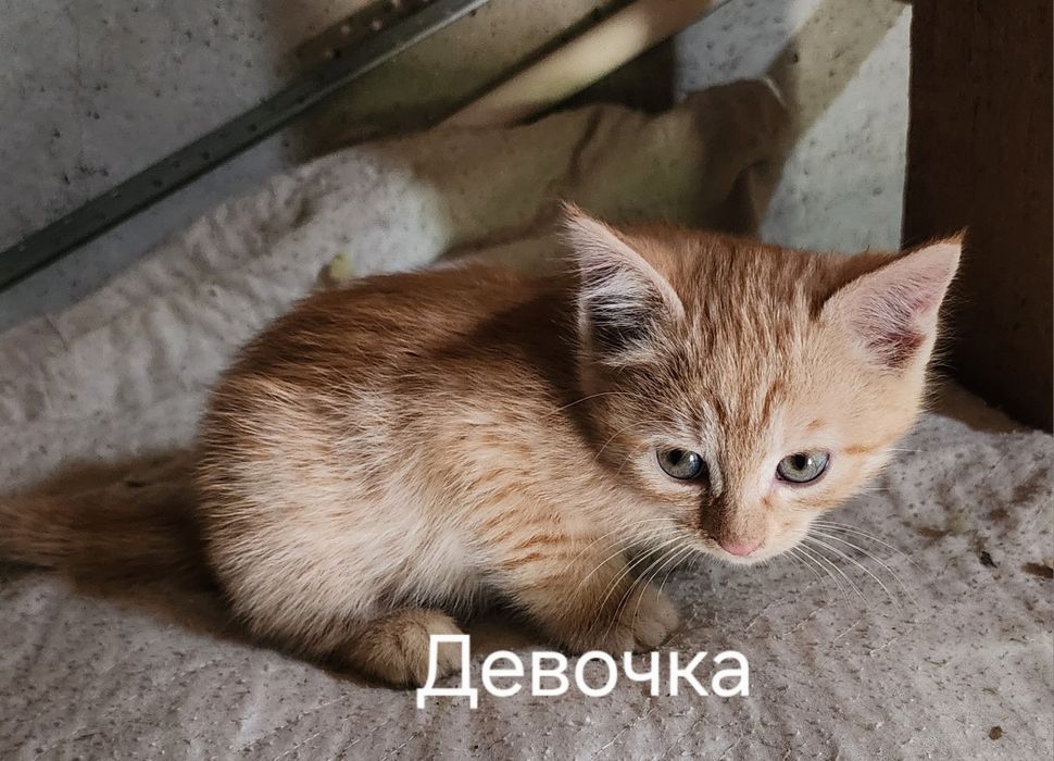 Самарканд.  Домашний котята