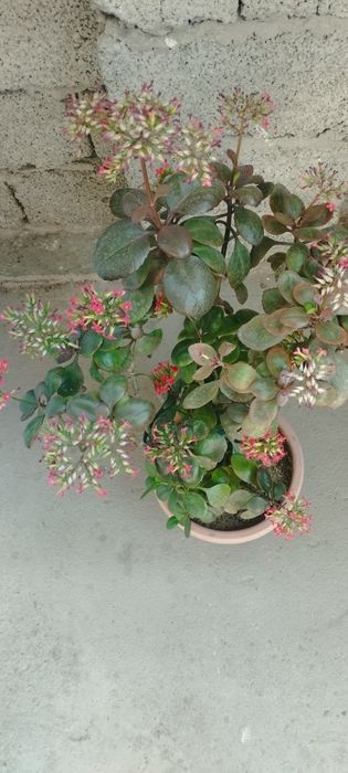 Ofis va uy uchun gullar