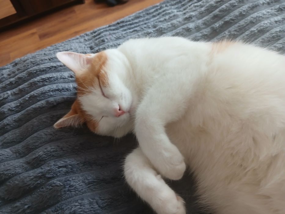 Отдам кота в хорошие руки