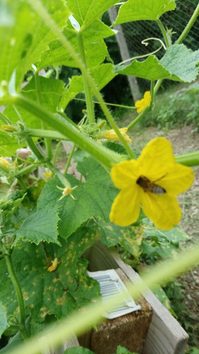 Малки пчелни семейства 2026