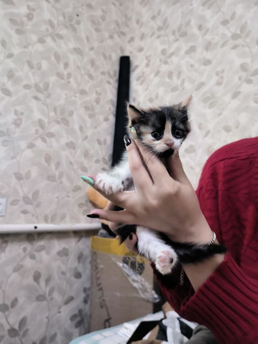 Отдам котёнка девочка)