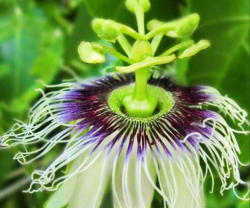 Продается Пассифлора